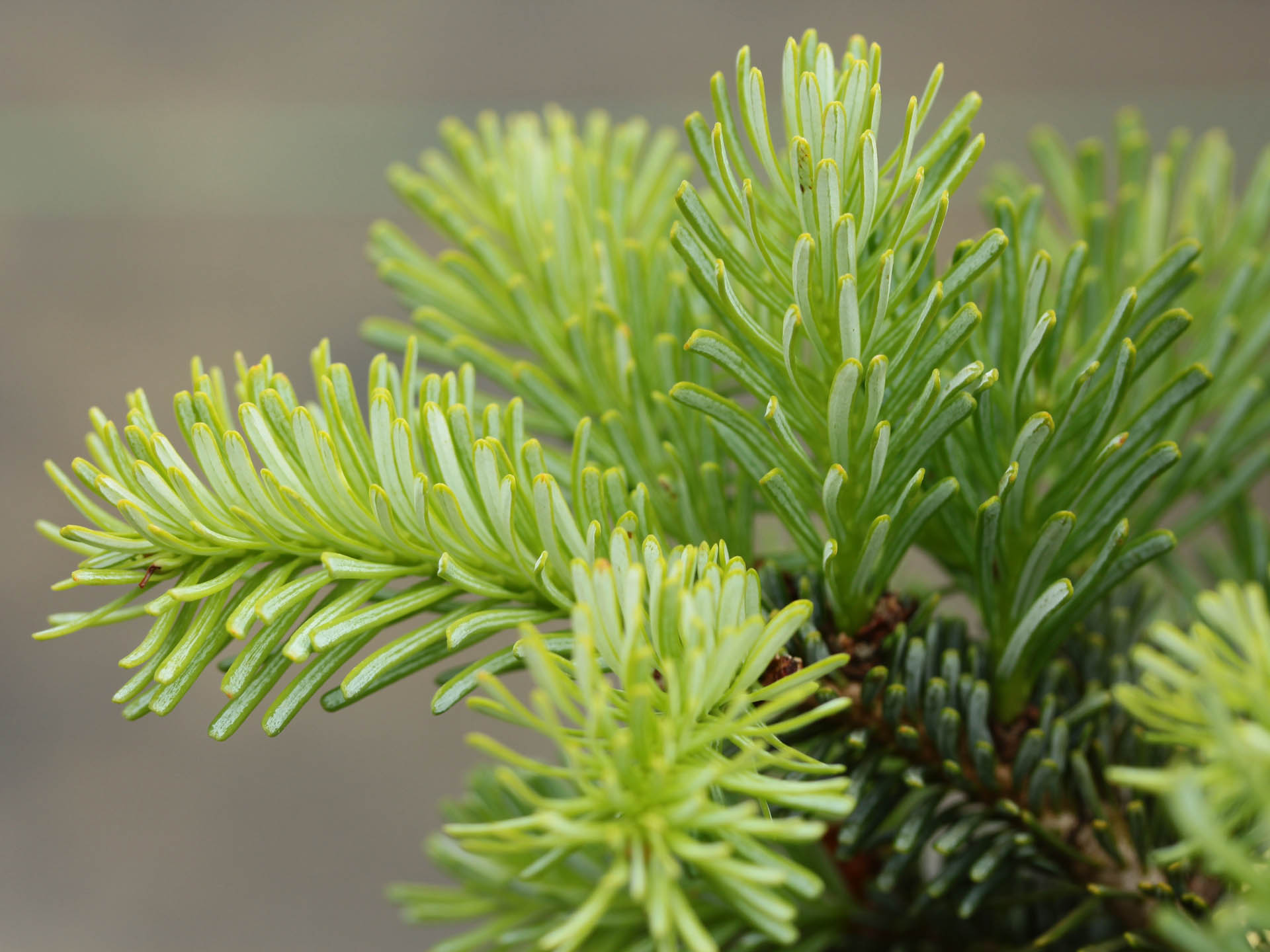 Abies koreana x lasiocarpa 